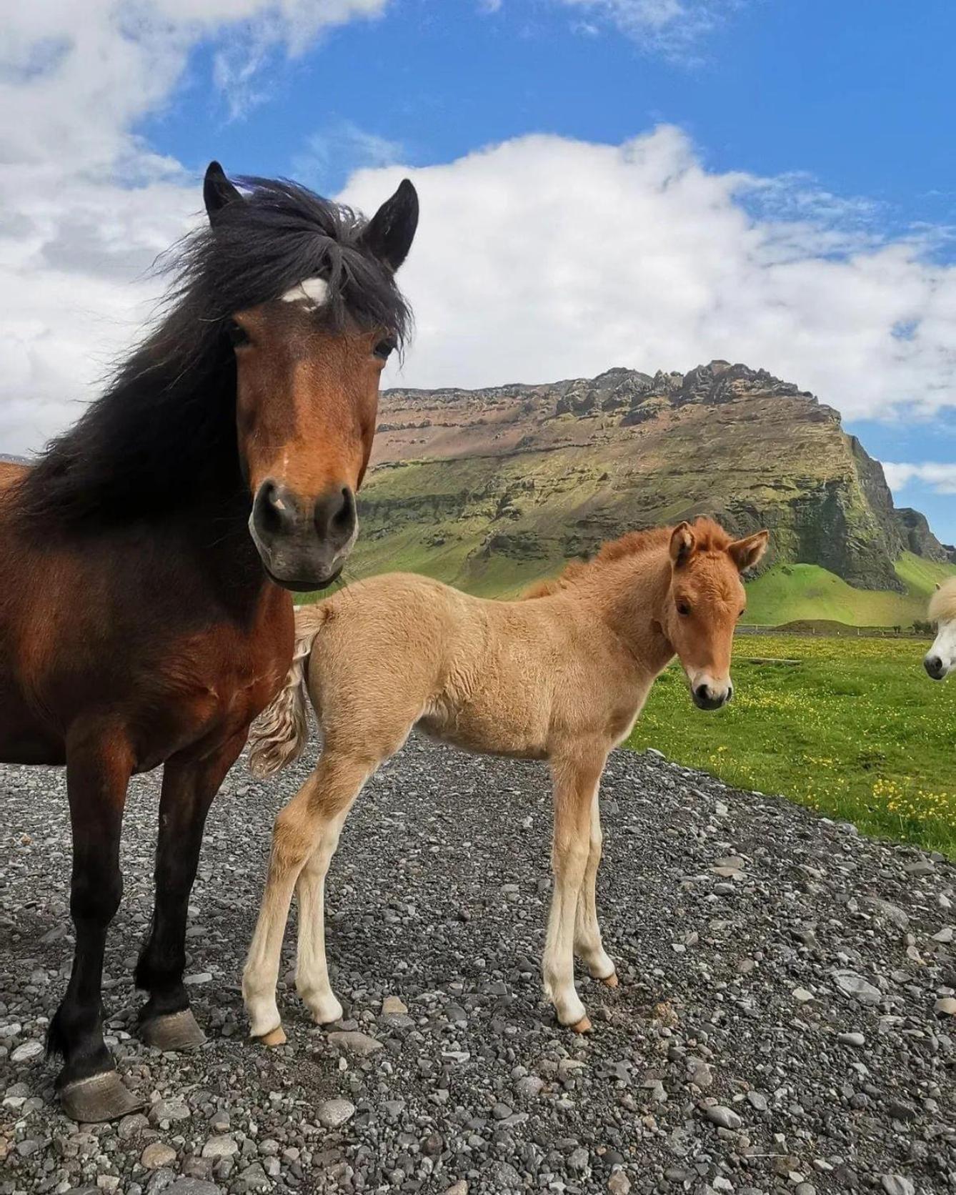 Boutique Anna By Ej Holt (South Iceland)